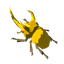 Energetic Rhino Beetle