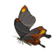 Smotherwing Butterfly